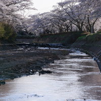 川面と桜並木が続く笹原川の千本桜の写真