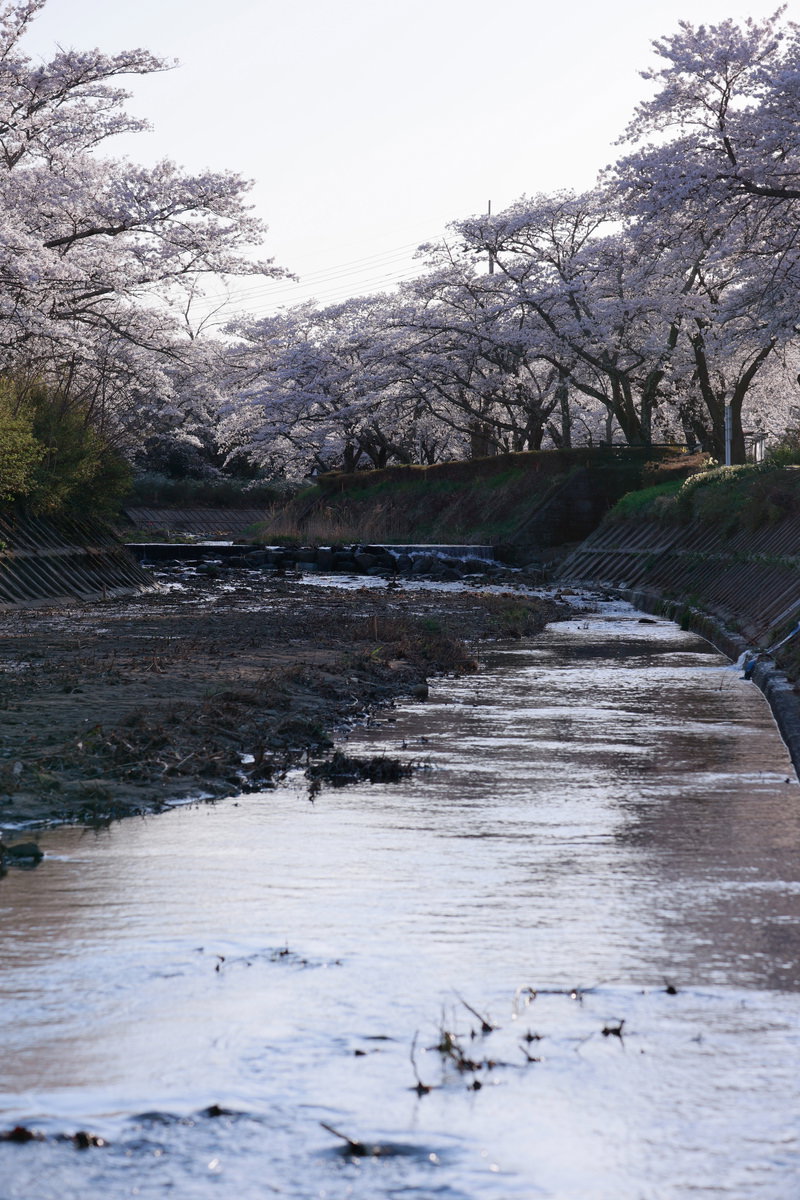 Cherry blossoms in full bloom along Sasahara River in spring