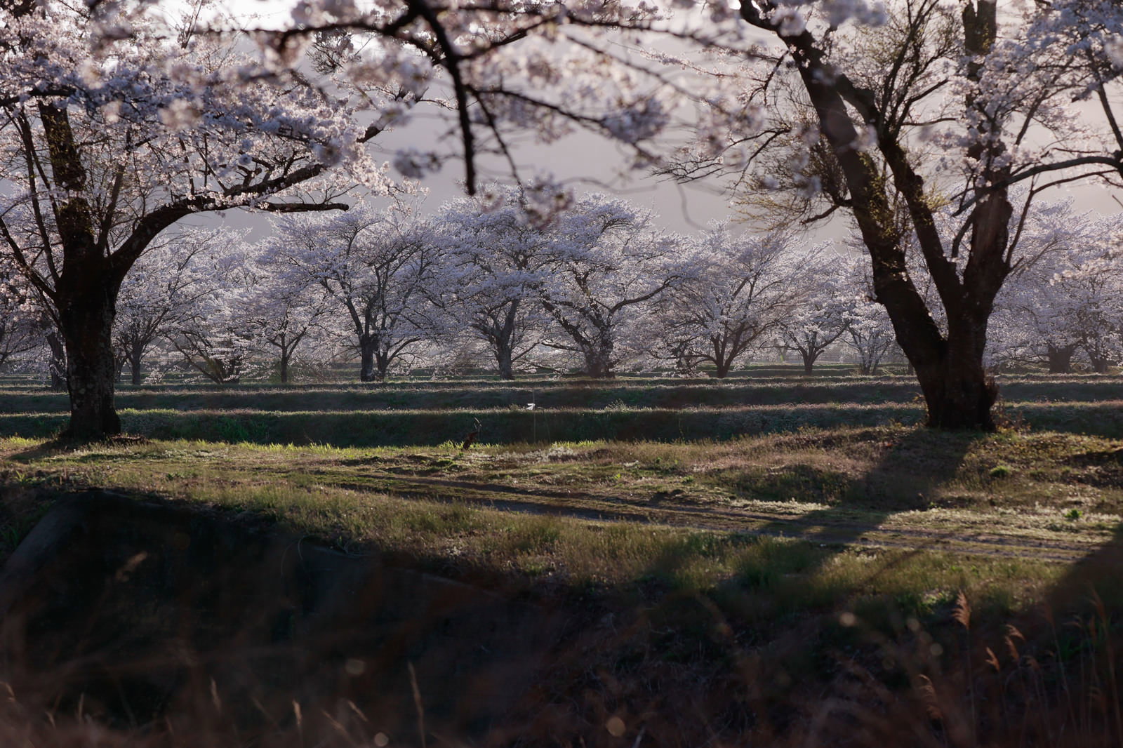 笹原川沿いに満開の桜並木が続く春景色の風景
