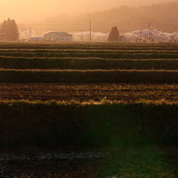 夕暮れの棚田を彩る笹原川の千本桜と春の農村風景の写真