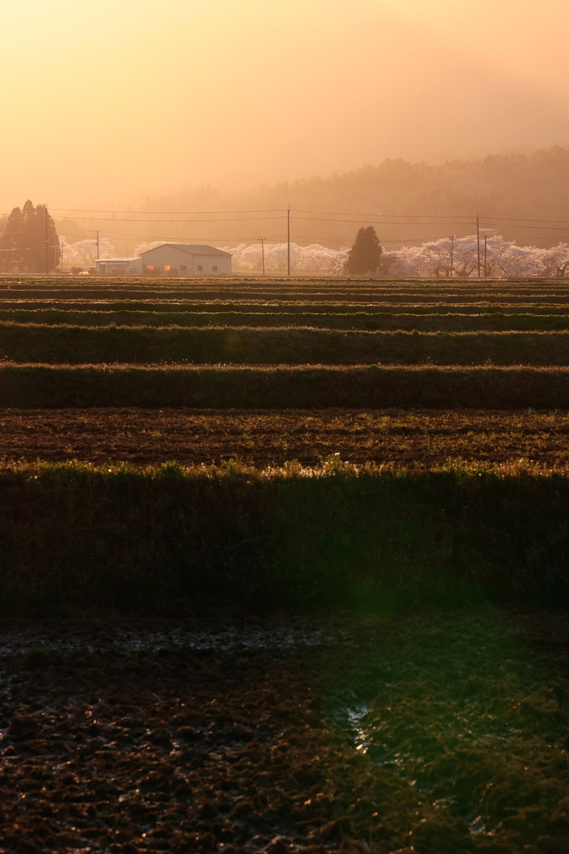夕焼け空の下に広がる棚田と満開の桜並木の風景
