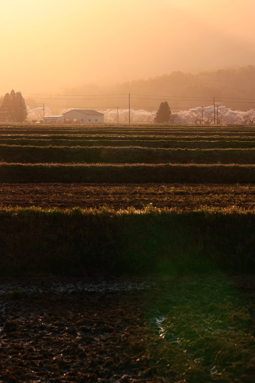 夕暮れの棚田を彩る笹原川の千本桜と春の農村風景