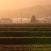 棚田と桜並木が夕焼けに包まれる笹原川の千本桜の写真