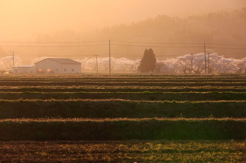 棚田と桜並木が夕焼けに包まれる笹原川の千本桜