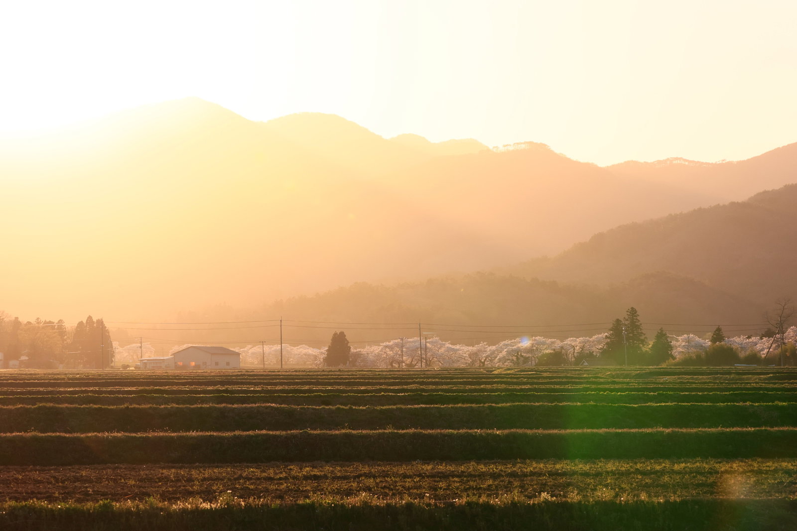 夕焼けに照らされた笹原川沿いの満開の千本桜並木
