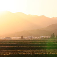 福島県の夕焼けに染まる笹原川の千本桜並木の写真