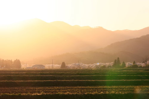福島県の夕焼けに染まる笹原川の千本桜並木