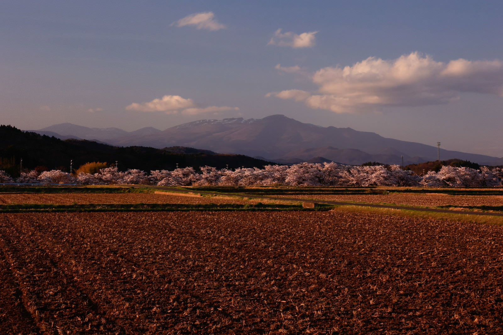 夕暮れ時の耕した田んぼと満開の桜並木、遠景に安達太良山