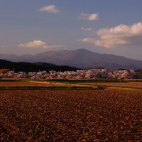 夕暮れ時の耕した田んぼと笹原川の桜並木、奥に安達太良山の写真