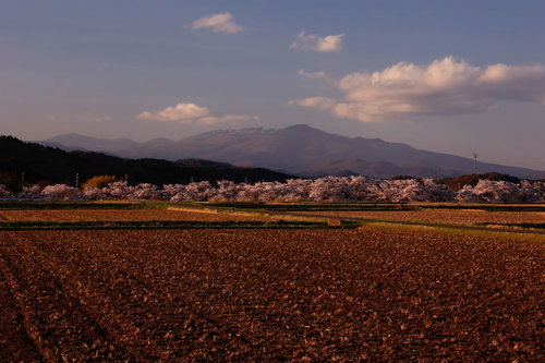 夕暮れ時の耕した田んぼと笹原川の桜並木、奥に安達太良山