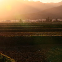 棚田に差し込む夕日と笹原川千本桜の満開風景の写真