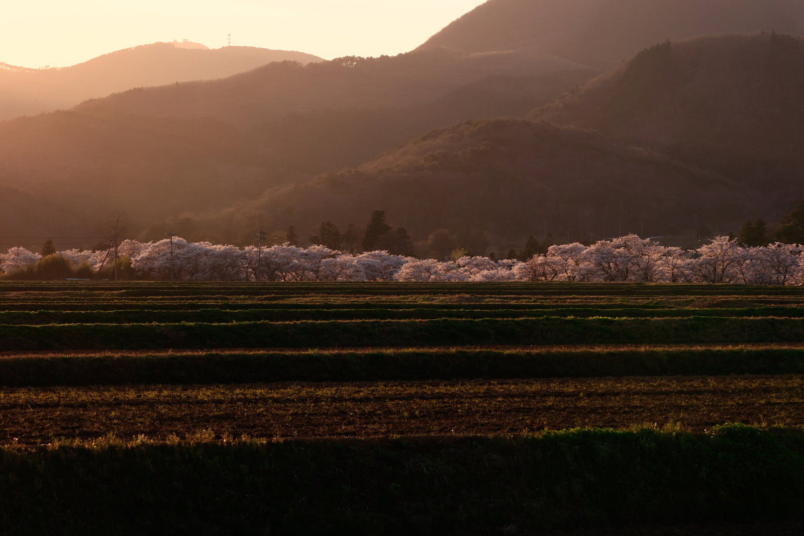 夕暮れ時の棚田と満開の桜並木が広がる春の田園風景