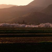夕暮れ時の棚田と笹原川の千本桜並木、満開の春の田園風景の写真