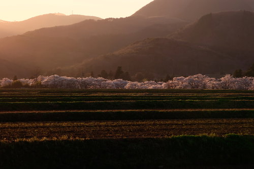 夕暮れ時の棚田と笹原川の千本桜並木、満開の春の田園風景