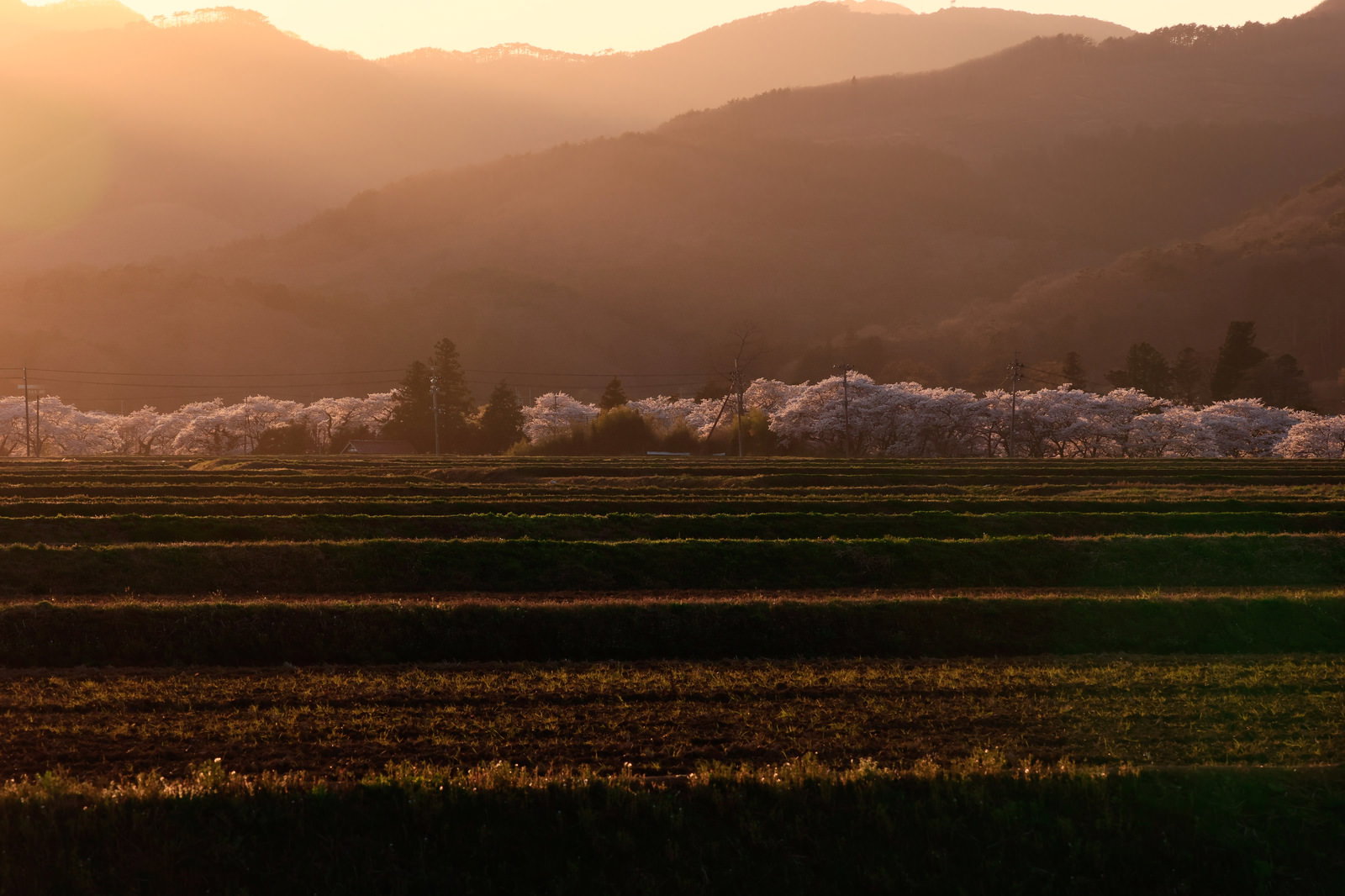 夕日に照らされた山々を背景に、緑の棚田と満開の桜並木が広がる風景