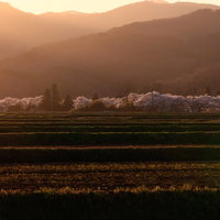 夕日差す棚田と笹原川の千本桜の春景色、郡山市の観光地の写真