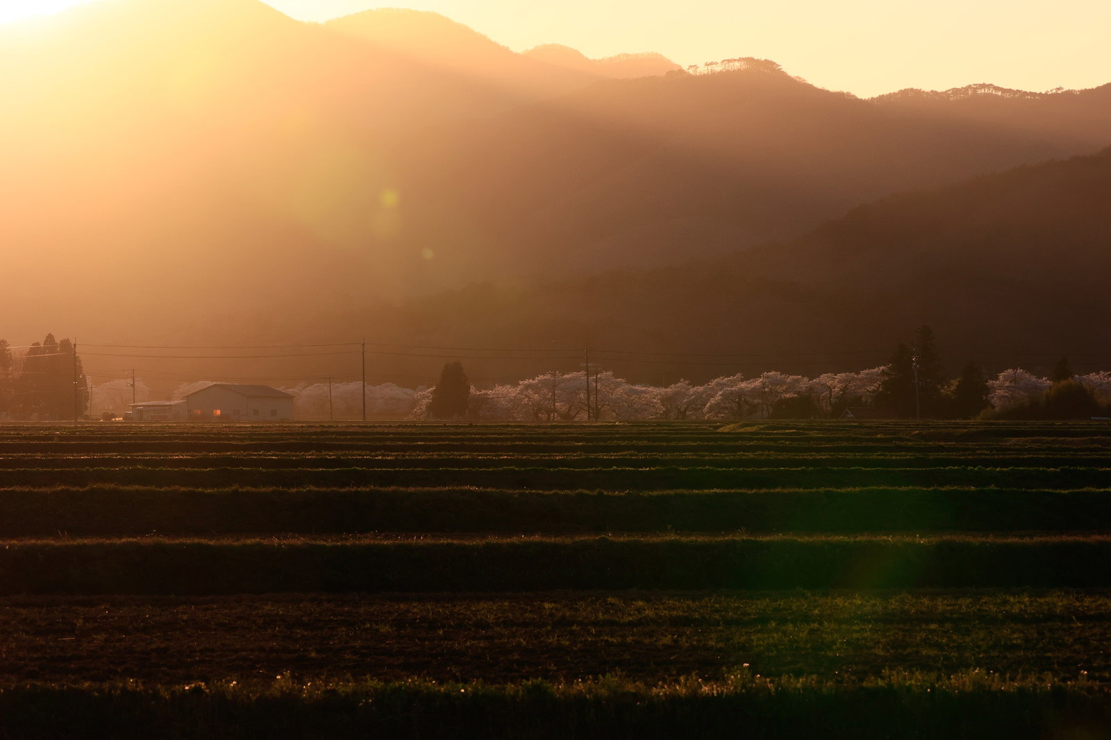 夕日に照らされた棚田と満開の桜並木が黄金色に輝く春の風景