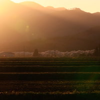 黄金色に染まる棚田と笹原川千本桜の夕暮れの写真