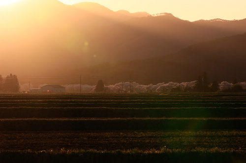 黄金色に染まる棚田と笹原川千本桜の夕暮れ