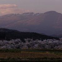 日没後の田んぼと笹原川に咲く千本桜、雪の安達太良山の写真