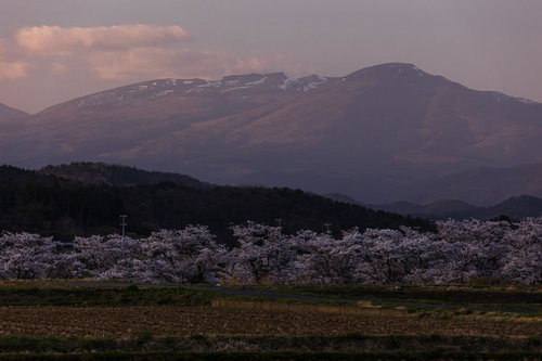 日没後の田んぼと笹原川に咲く千本桜、雪の安達太良山