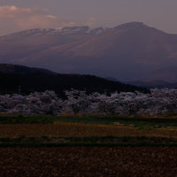 日没で薄暗い田んぼ沿いの笹原川千本桜と安達太良山の写真