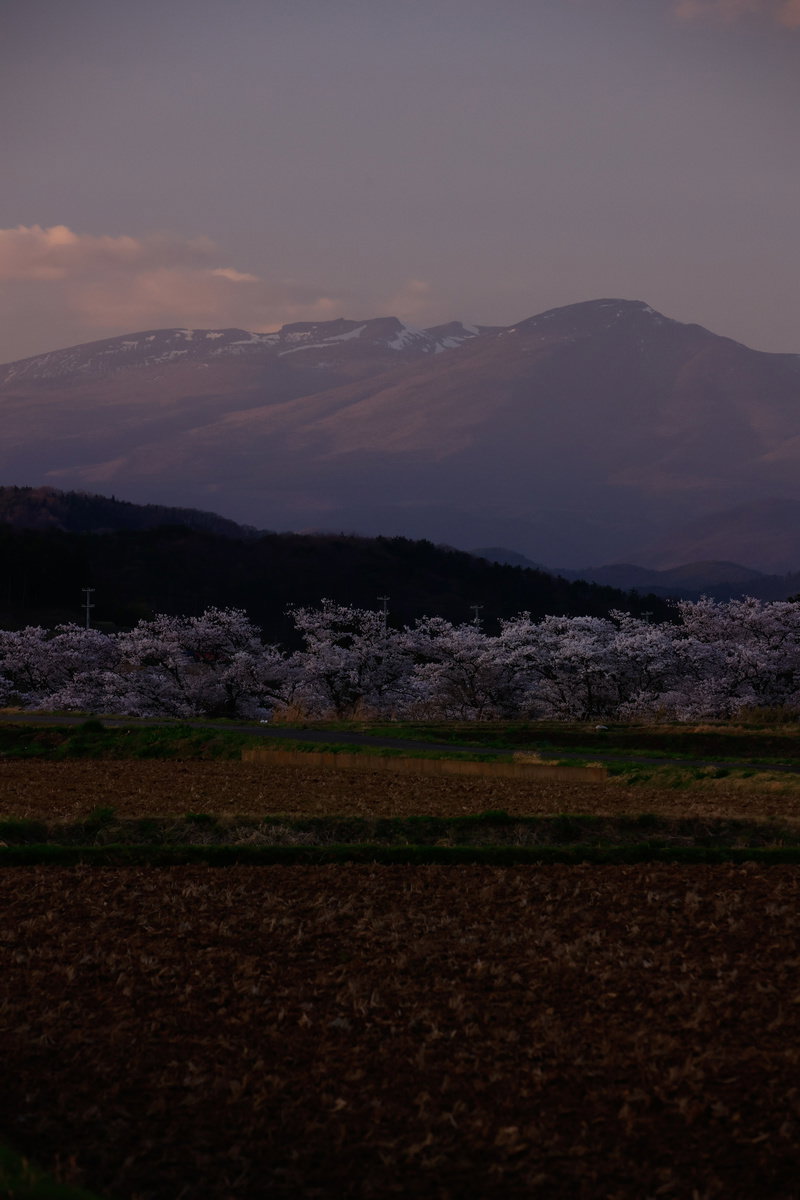 日没の薄暗い空の下、田んぼ沿いに咲く満開の桜並木と背景の安達太良山