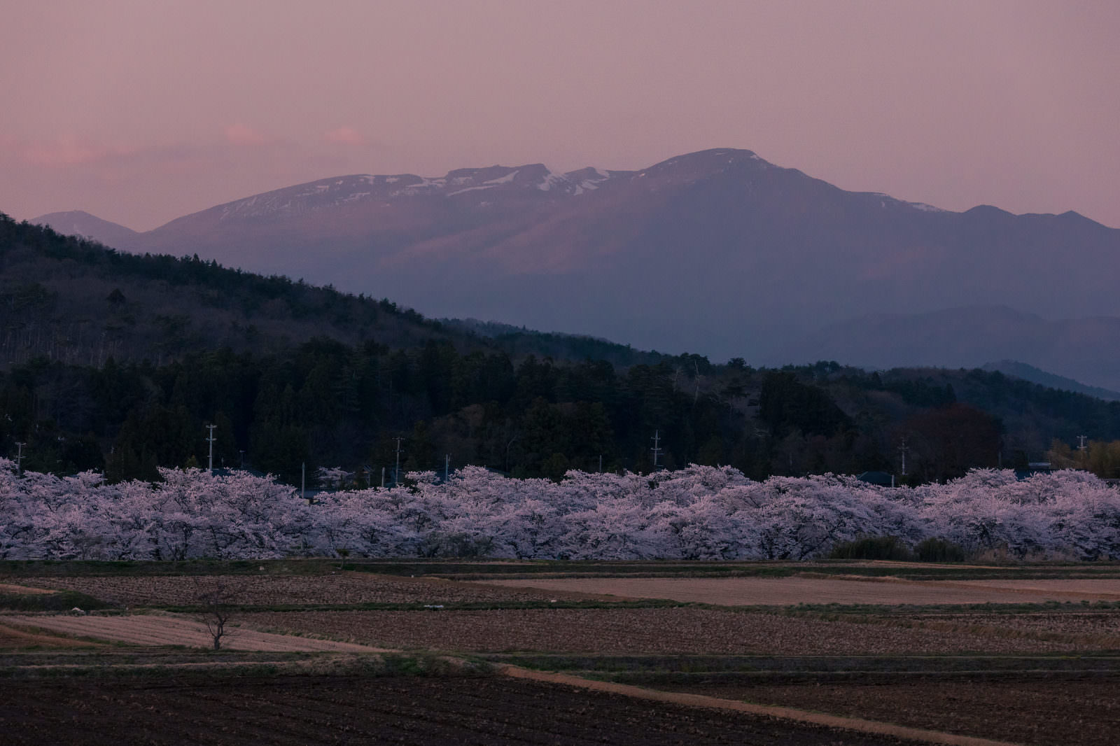 夕暮れ空の下、笹原川沿いに満開の桜並木が続き、遠方に安達太良山が見える風景
