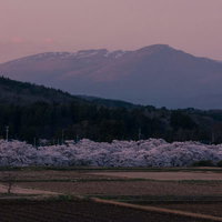 麓の安達太良山を背に笹原川の千本桜が満開の写真