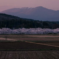 田んぼと麓の安達太良山に挟まれた笹原川の千本桜の写真
