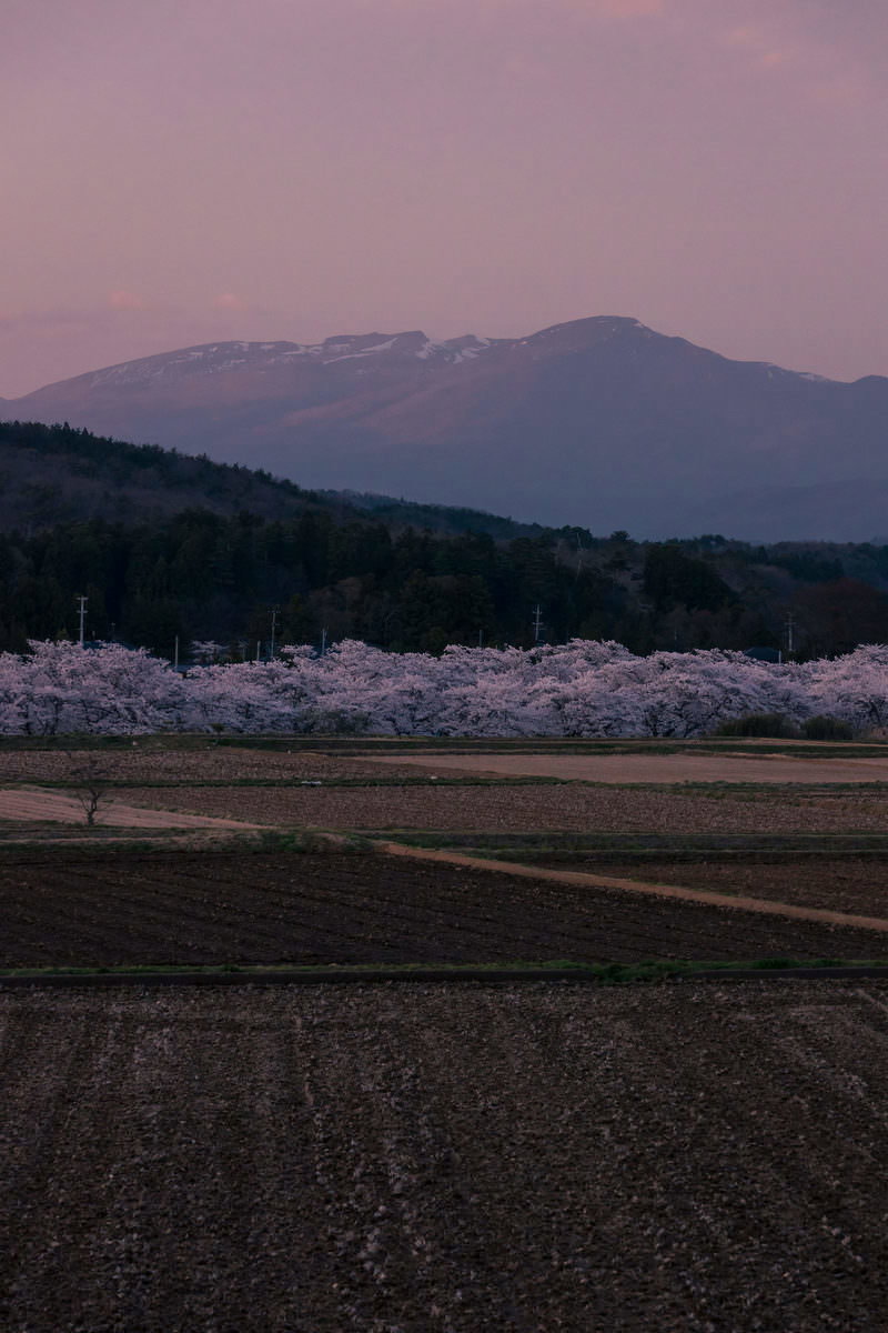 夕暮れの薄紫色の空の下、満開の桜並木と田んぼ、奥に見える安達太良山