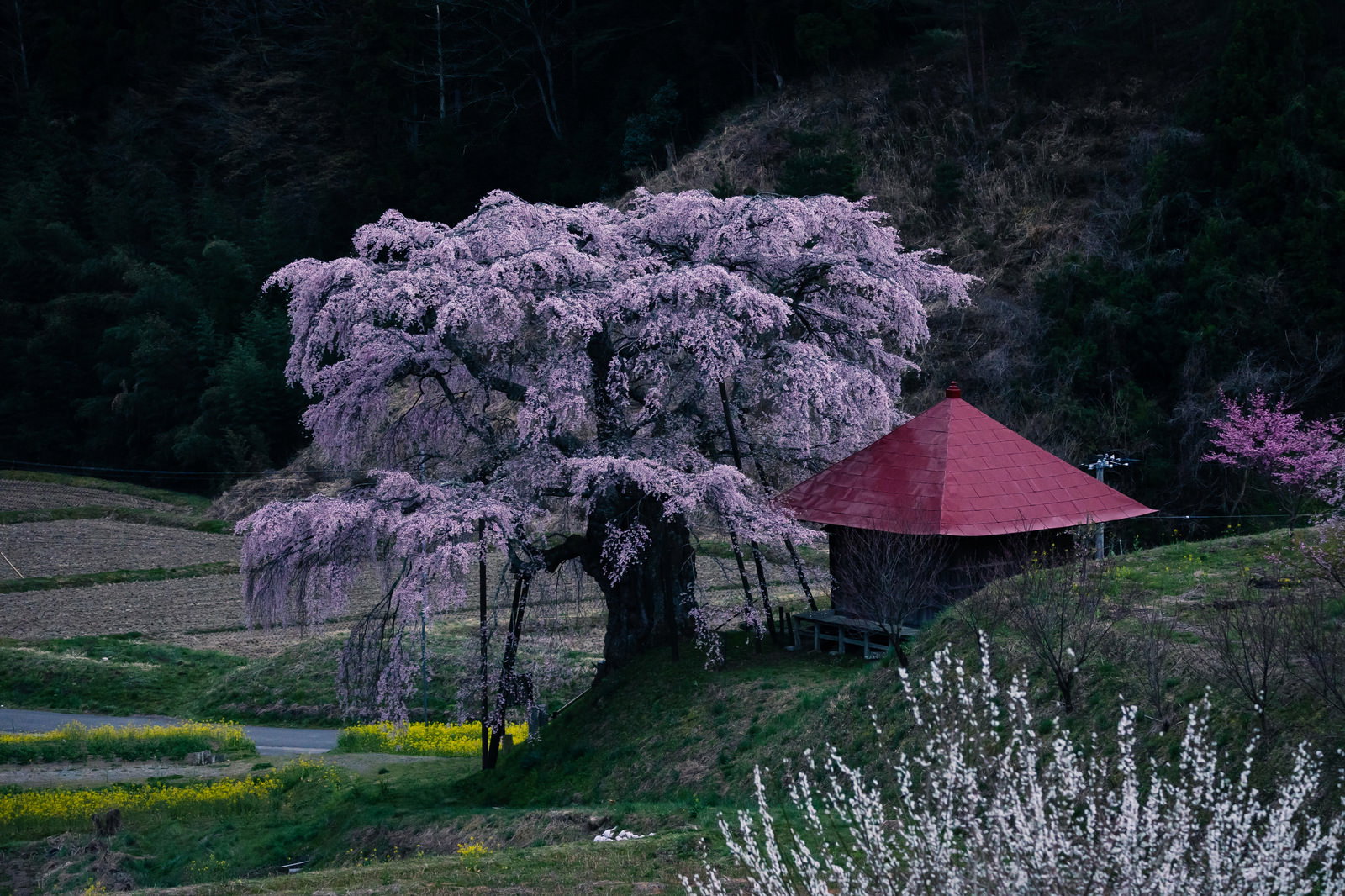 満開の上石の不動桜と赤い屋根の不動堂が夕暮れに映える風景