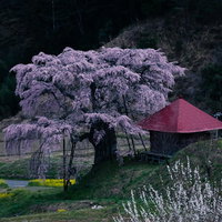 夕暮れに咲く上石の不動桜と赤い屋根の不動堂の写真
