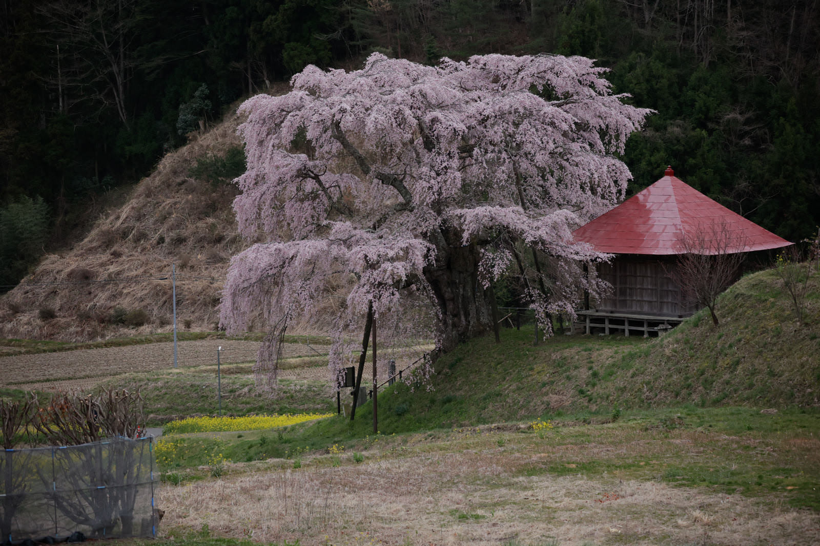 満開の上石の不動桜と赤い屋根の不動堂がある春の風景
