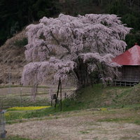 上石の不動桜と不動堂の後ろ姿 郡山市の春景色の写真