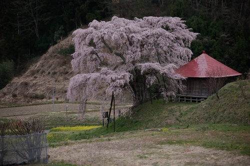 上石の不動桜と不動堂の後ろ姿 郡山市の春景色