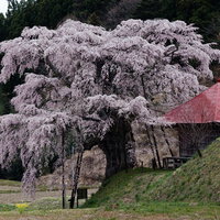 樹齢350年超のエドヒガン、上石の不動桜の太い幹の写真