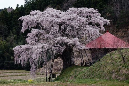 樹齢350年超のエドヒガン、上石の不動桜の太い幹