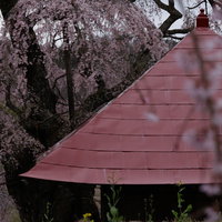 不動堂の赤い屋根と満開の上石の不動桜、春の郡山市の写真