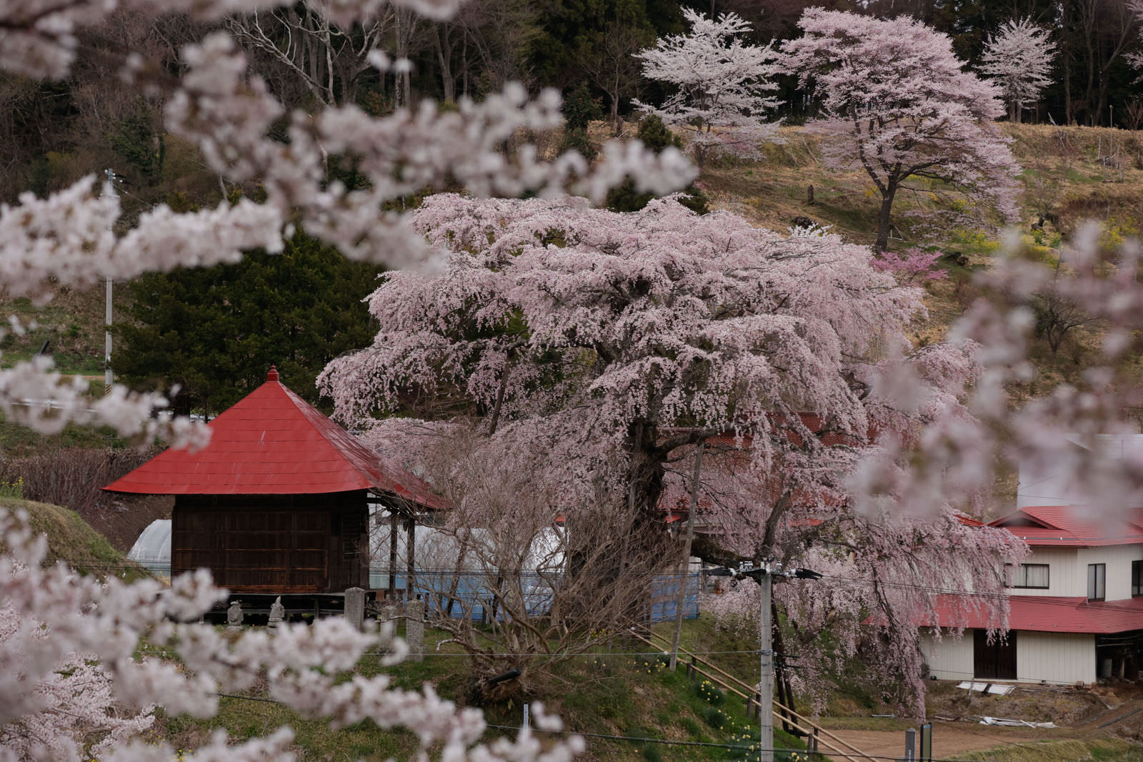 Spring scenery where pink fully bloomed cherry blossoms cover the landscape with a red-roofed building in the background