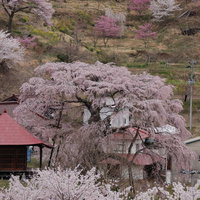 満開の上石の不動桜越しに見える郡山市の民家と春景色の写真