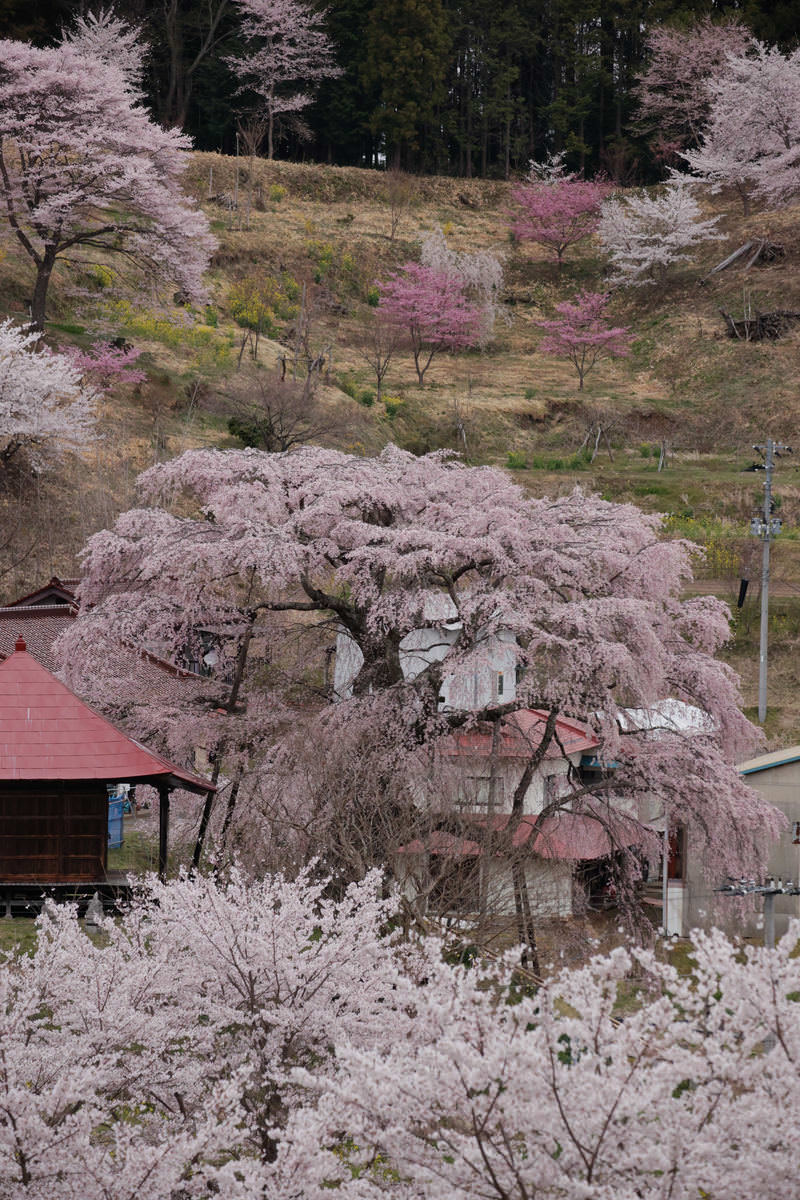 満開の上石の不動桜越しに見える赤い屋根の民家たち