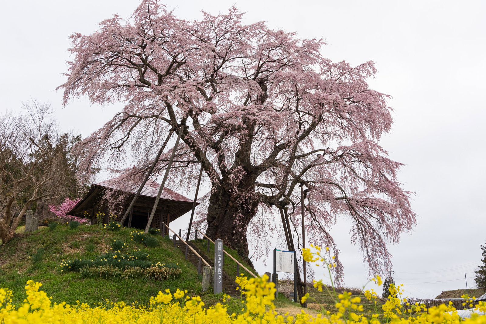 満開の薄紅色の桜と黄色い菜の花が咲く春の風景
