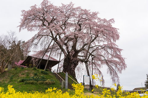 満開の上石の不動桜と手前の菜の花が咲く春の風景