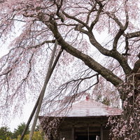 不動堂に続く石段と満開の上石の不動桜、エドヒガンの桜並木の写真