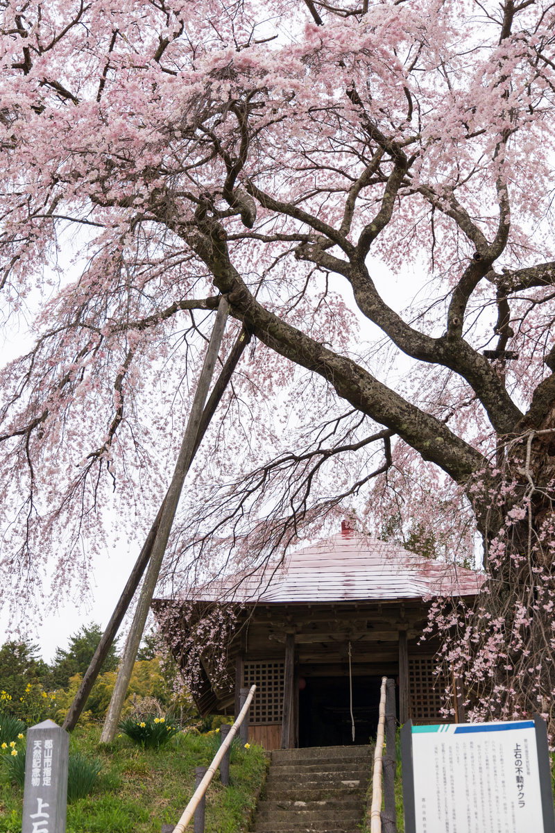 不動堂への石段の上に満開の上石の不動桜が咲き誇る春の風景
