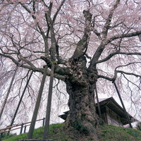 樹齢数百年の上石の不動桜、満開の大樹を下から見上げた迫力の構図の写真