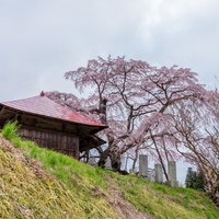 不動堂の古桜と新緑の写真