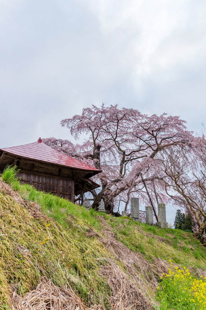 Fudo-do hall and full-bloom weeping cherry on a hillside