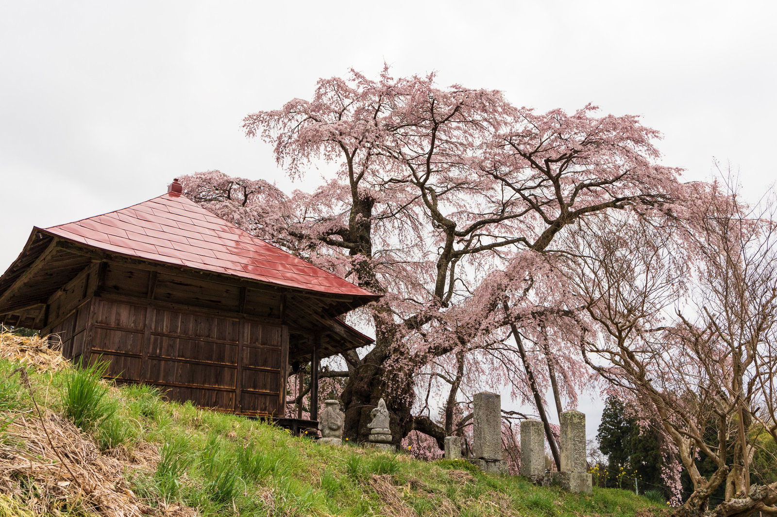 青空を背景に満開に咲くピンクの一本桜と、手前にある茅葺き屋根のお堂